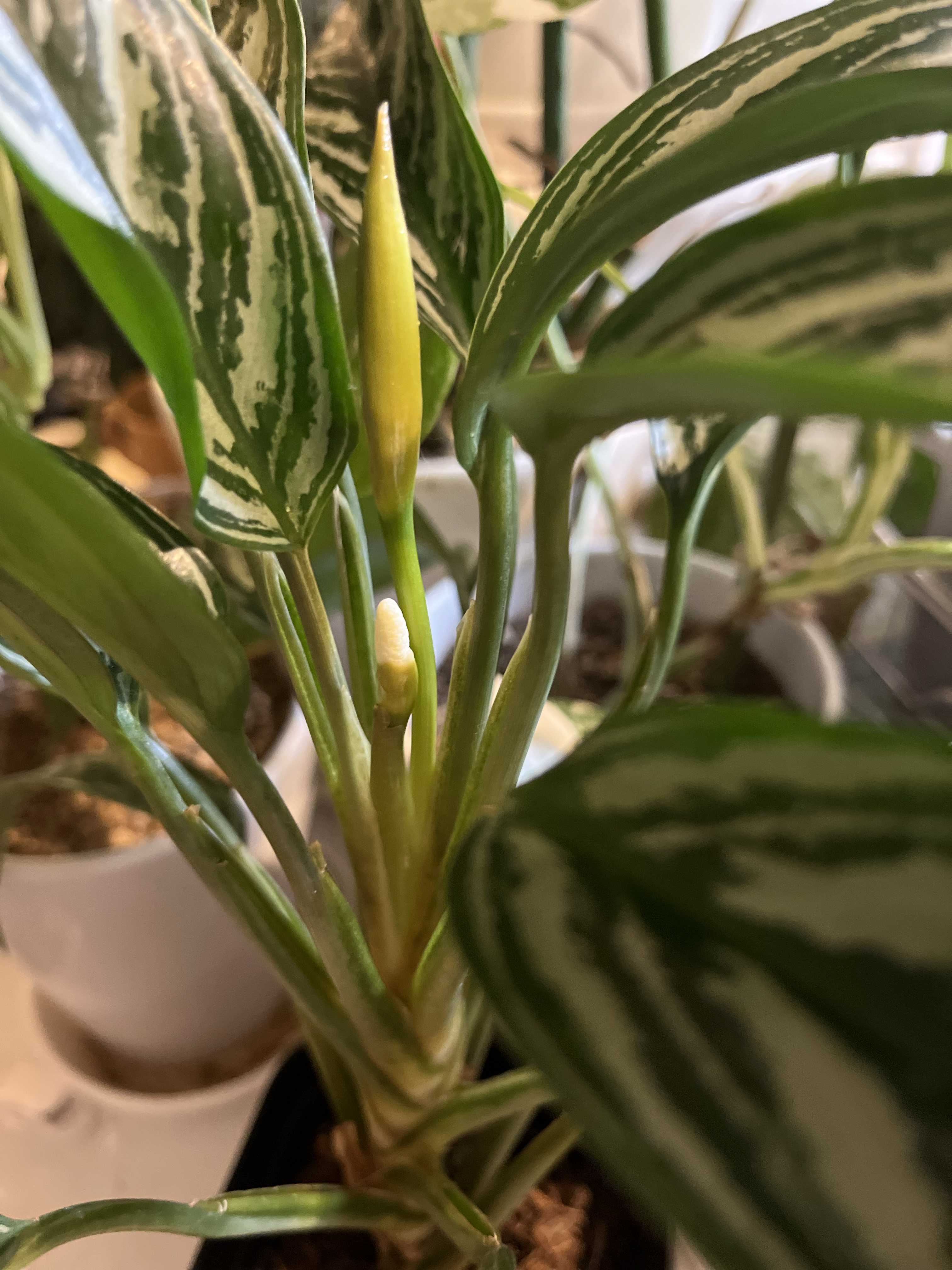 アグラオネマ カーティシーの一覧｜🍀GreenSnap（グリーンスナップ）