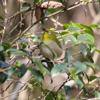 ヒサカキ,山野草,山歩き,野鳥,メジロの画像