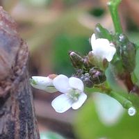 キュウリグサ,沈丁花,タネツケバナ,花のある暮らし,ホッコリの画像