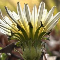 タンポポ,シロバナタンポポ,山野草,霞ヶ城公園＊物語,空を奏でる綿毛たち♪ૢの画像