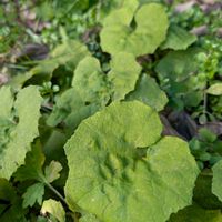 ツクシ,フキノトウ,フキ,山野草,今日のお花の画像