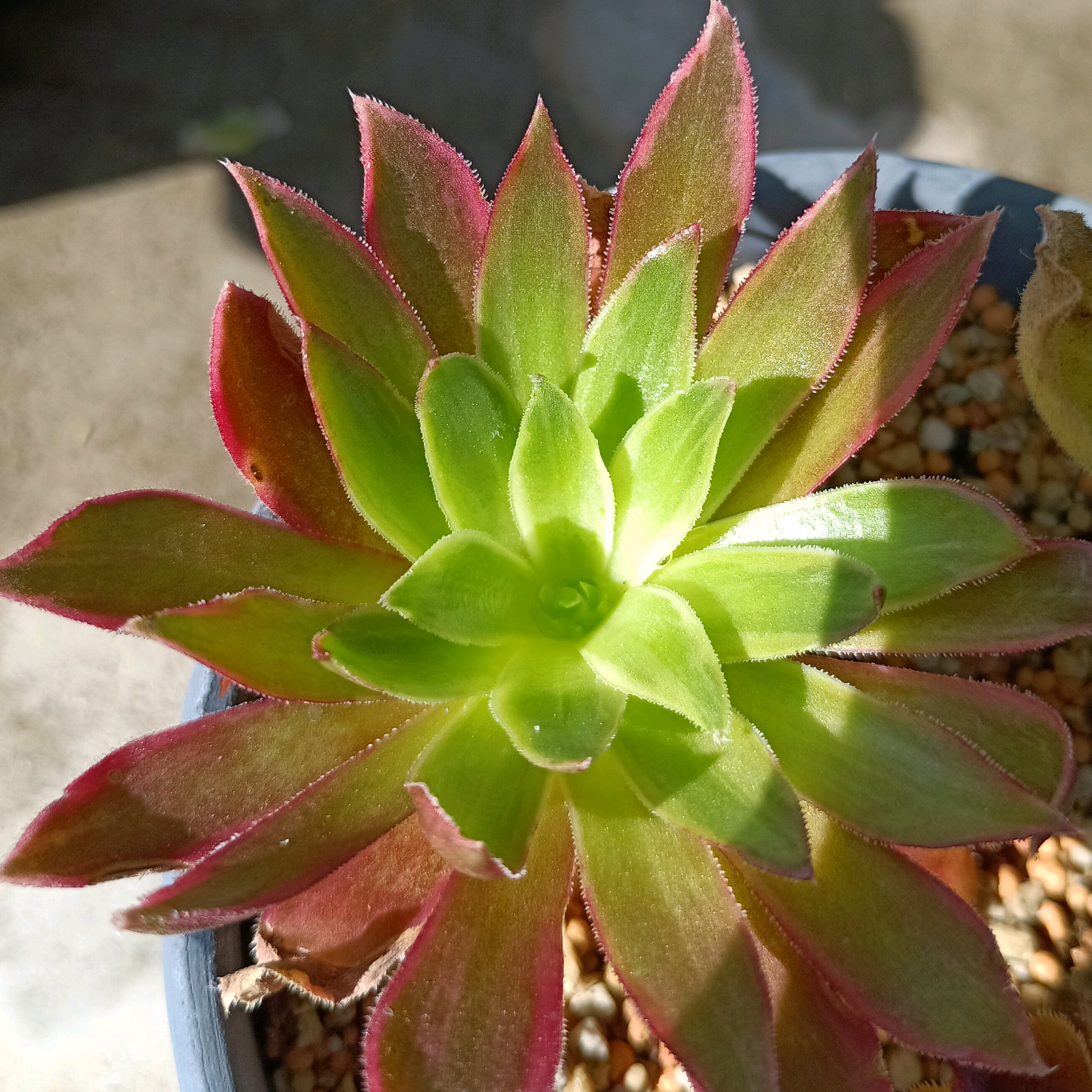 アエオニウム摘芯｜🍀GreenSnap（グリーンスナップ）