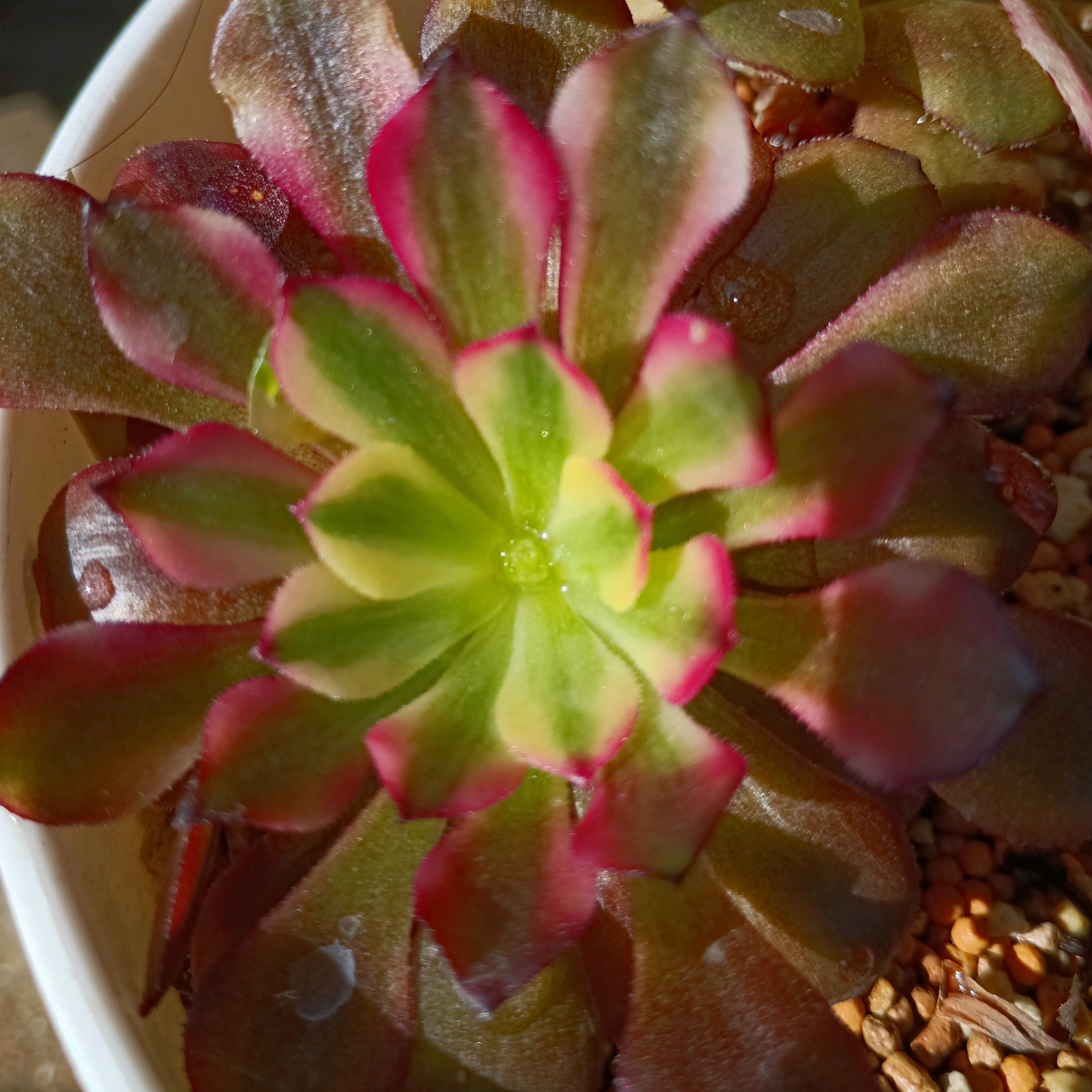 1737343502999_597386_p_2025012