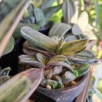 Gasteria,ガステリア 属,信濃富士子宝,ガステリア,冬越しの画像