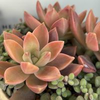 ラベンダーフォーム,多肉寄せ植え,多肉植物のある暮らし,多肉だいすき,ベランダの画像