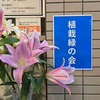 ヒマワリ,ガーデニング,花のある暮らし,水やり,花が好きの画像