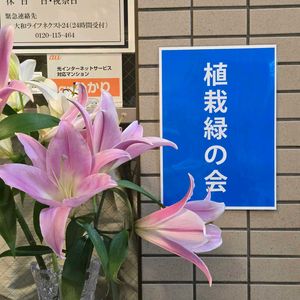 ヒマワリ,ガーデニング,花のある暮らし,水やり,花が好きの画像