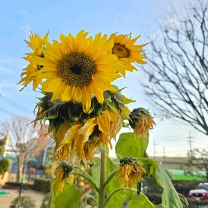 ヒマワリ,ひまわり,ガーデニング,花のある暮らし,水やりの画像