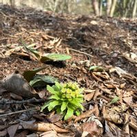 カタクリ,フキ,iPhone撮影,今日のお花,赤城自然園の画像