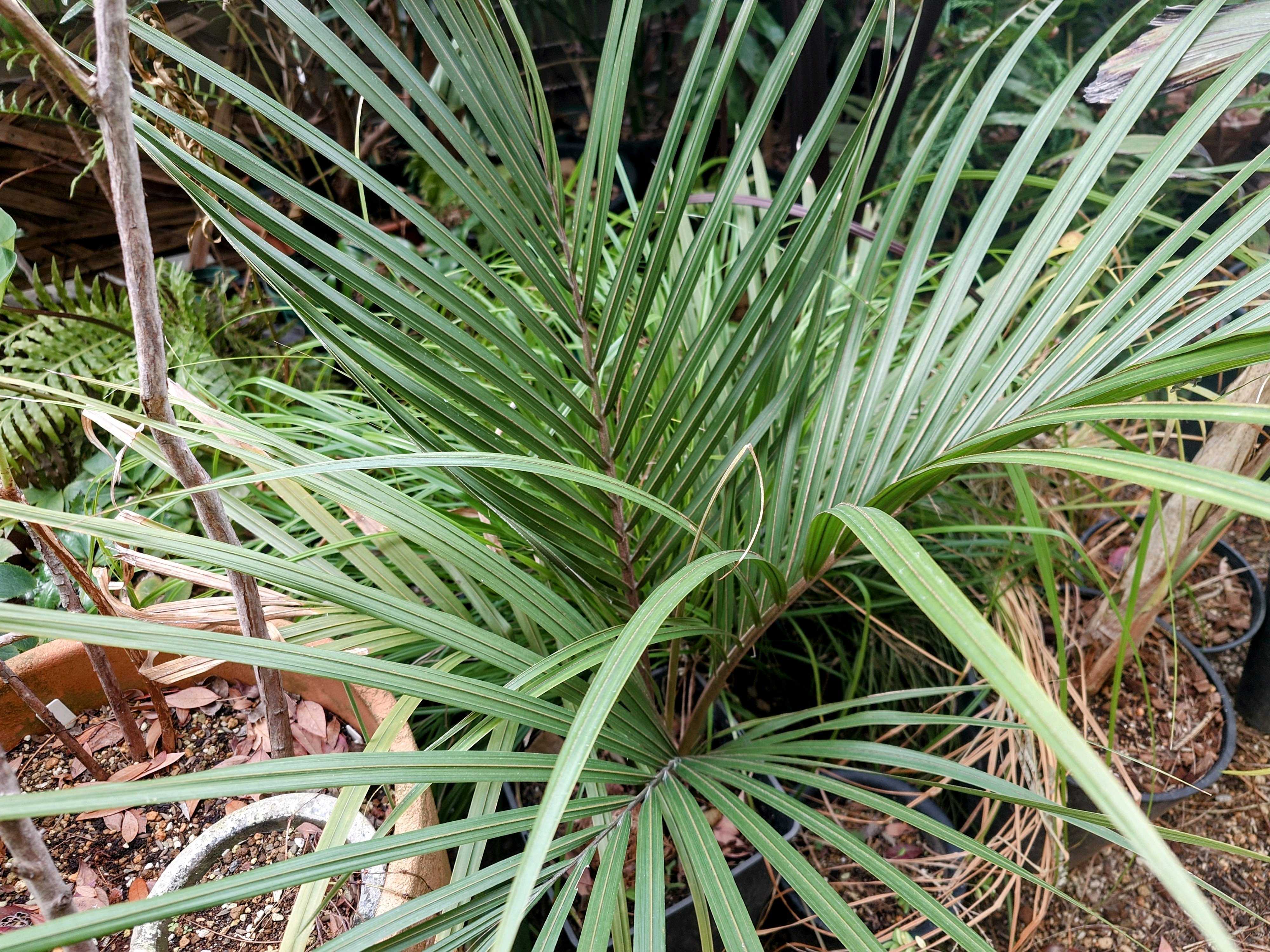 ニカウヤシの一覧｜🍀GreenSnap（グリーンスナップ）