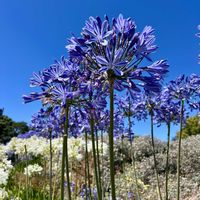 アガパンサス,青紫の花,ニュージーランド,白いお花♡,お出かけ先の画像