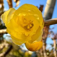 ソシンロウバイ,庭の花,生け花,スマホ写真,季節の設の画像