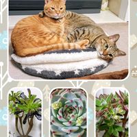 エケベリア,黒法師,ハムシー,ねこ,多肉植物の画像