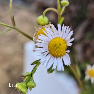 ヘラバヒメジョオン,かわいい雑草,ちょっとそこまで,2019同期,白い水曜日♡の画像