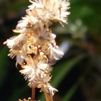 アキノキリンソウ,アキノキリンソウ,フジバカマの画像