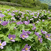 シラネアオイ,山野草,優しい色,春が待ち遠しい,癒される〜♡の画像