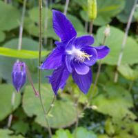 オダマキの画像