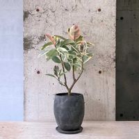 フィカス・ティネケ,観葉植物,green,植物のある暮らし,designの画像