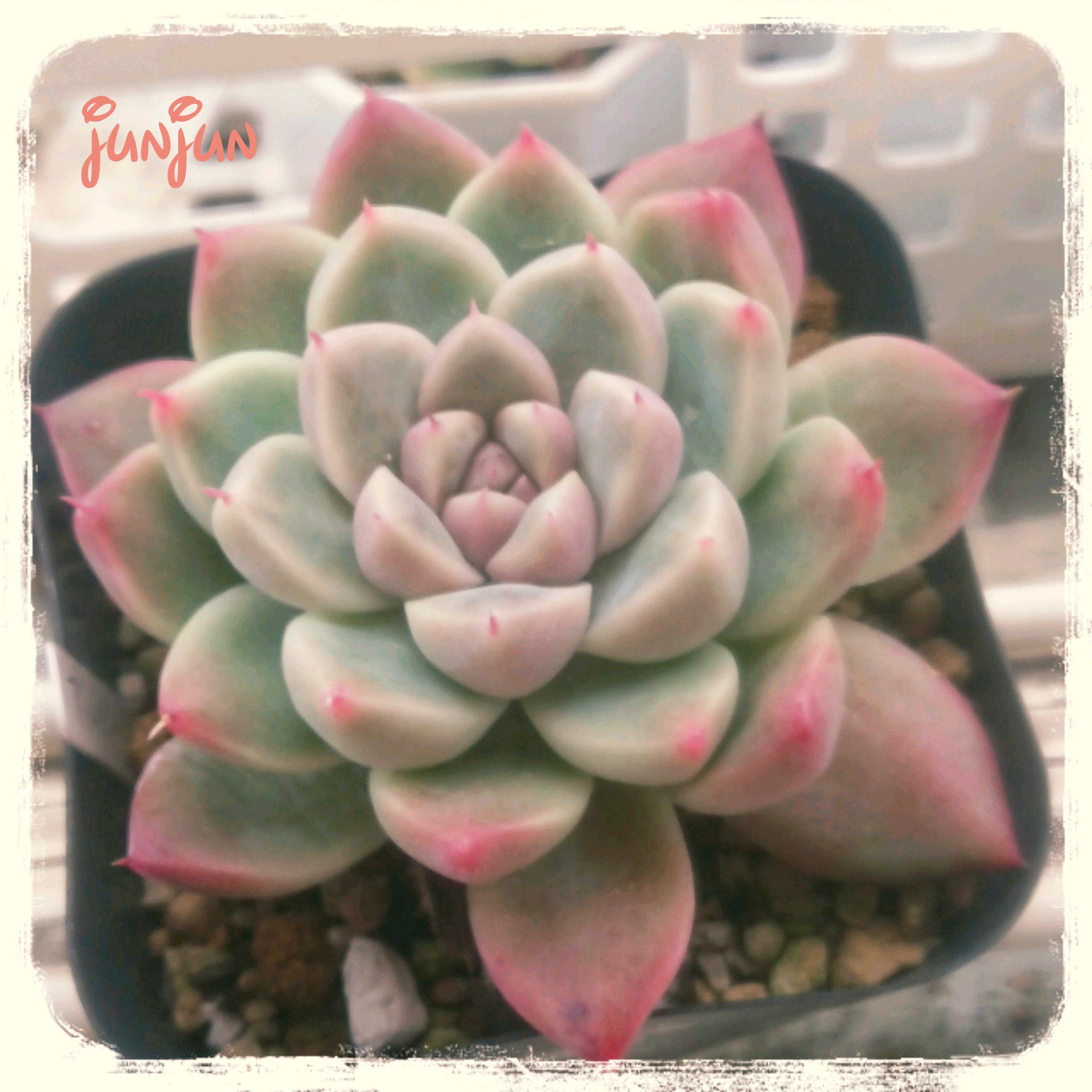 アルバビューティーの一覧｜🍀GreenSnap（グリーンスナップ）