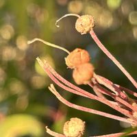 カルミア,花のある暮らし,神代植物公園,いつもそばに♡,ユーミンつながりの皆さんに感謝の画像