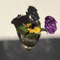 ヘリオトロープ,花の写真,むらさきのはな,お花と影の画像