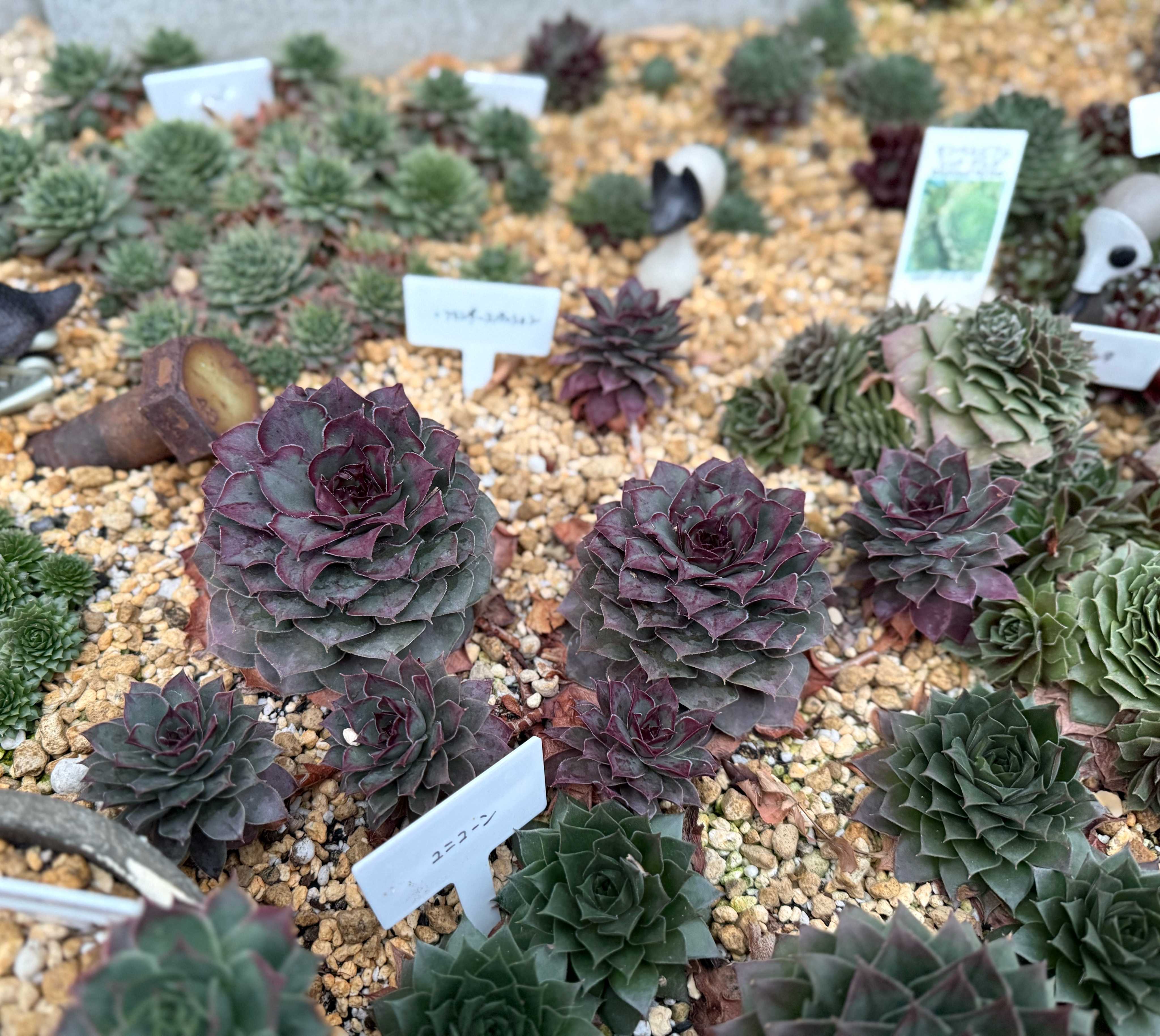 センペルビウム　フランダースパッション 楽天市場】多肉植物 oriセンペルビウム フランダースパッション 6cm