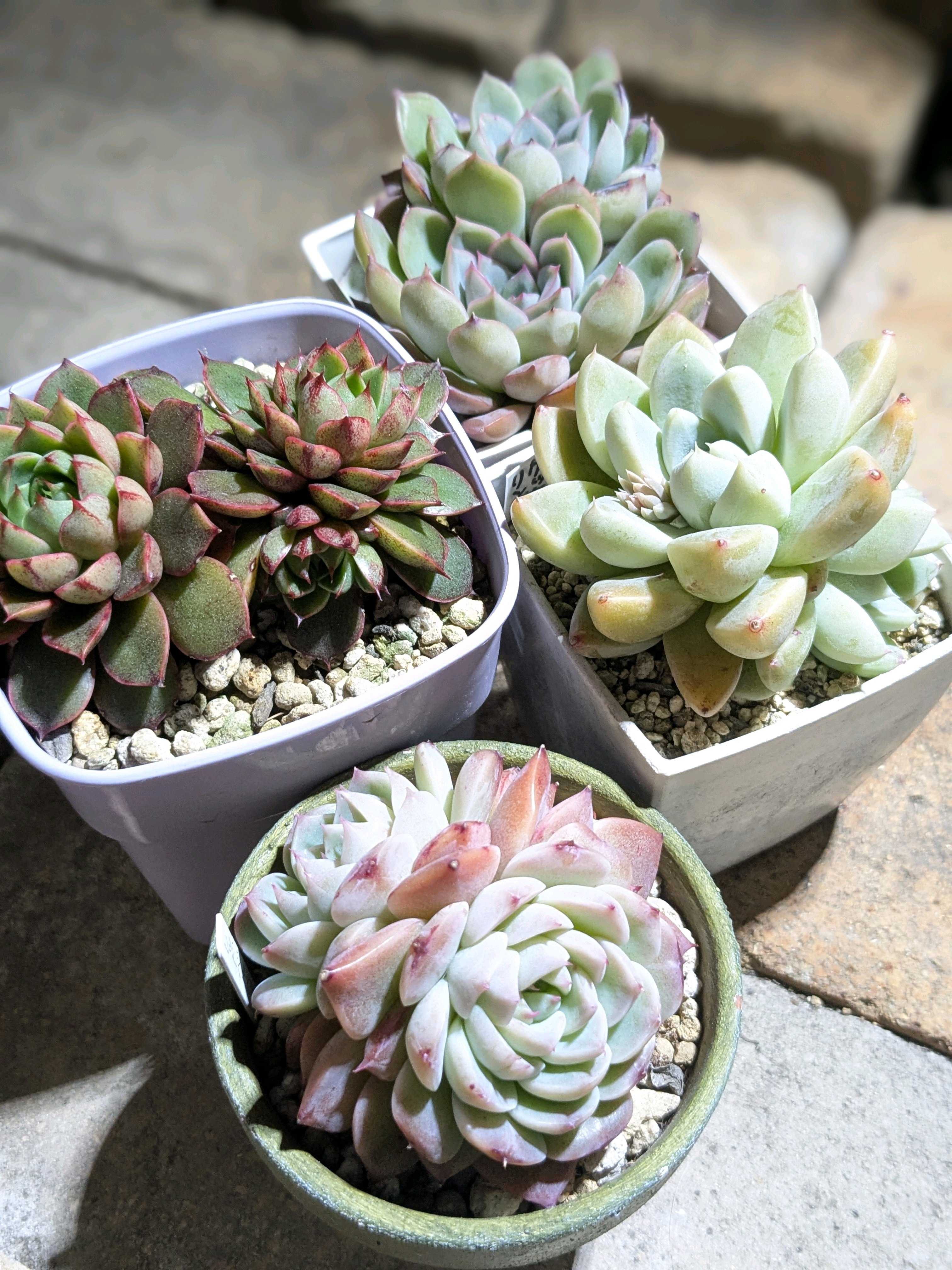 ケッセルリンギアナの一覧｜🍀GreenSnap（グリーンスナップ）