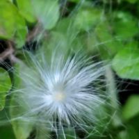 テイカカズラ,ケサランパサラン,散歩道,つる性植物,山野草の画像