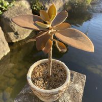 仙人の舞,多肉植物,お花は癒し,花が好き❤,☆携帯撮影☆の画像