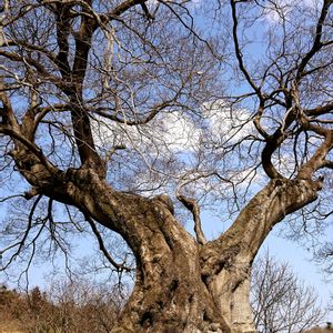 エノキ,エノキ(榎),大木,巨木,お地蔵さまの画像