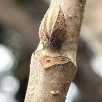 オオデマリ,カキ,冬芽と葉痕,果樹,花木の画像