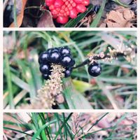 ヤブラン,ムサシアブミ,じゃのひげ,東山植物園の画像