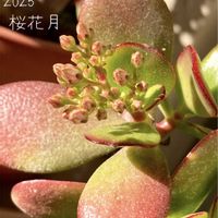 カネノナルキ,金のなる木,桜花月,多肉植物,つぼみの画像