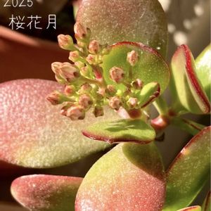 カネノナルキ,金のなる木,桜花月,多肉植物,つぼみの画像