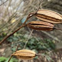 シラン,花のある暮らし,葉っぱのある暮らし,小庭のある暮らし,庭の画像