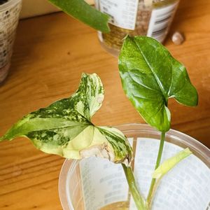 シンゴニウム,シンゴニウム,シンゴニウム・フレンチマーブル,観葉植物,水栽培の画像