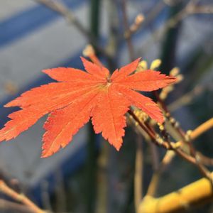 ビオラ,コハウチワカエデ,花壇,小さな花壇の画像