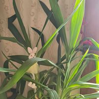 ユッカ,感謝,花のある暮らし,いつまでも,き　れ　い❤の画像