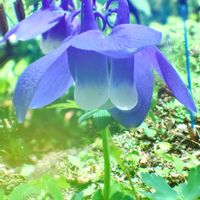 オダマキ,花菖蒲,竜胆,お出かけ先,庭の画像