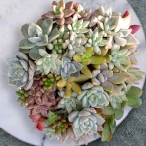 エケベリア,多肉植物の寄植え,多肉植物の寄植え,ミニマ,多肉植物いろいろの画像