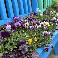 寄せ植え,お花,植物のある暮らし,今日のビオラ,ビオラの寄せ植えの画像