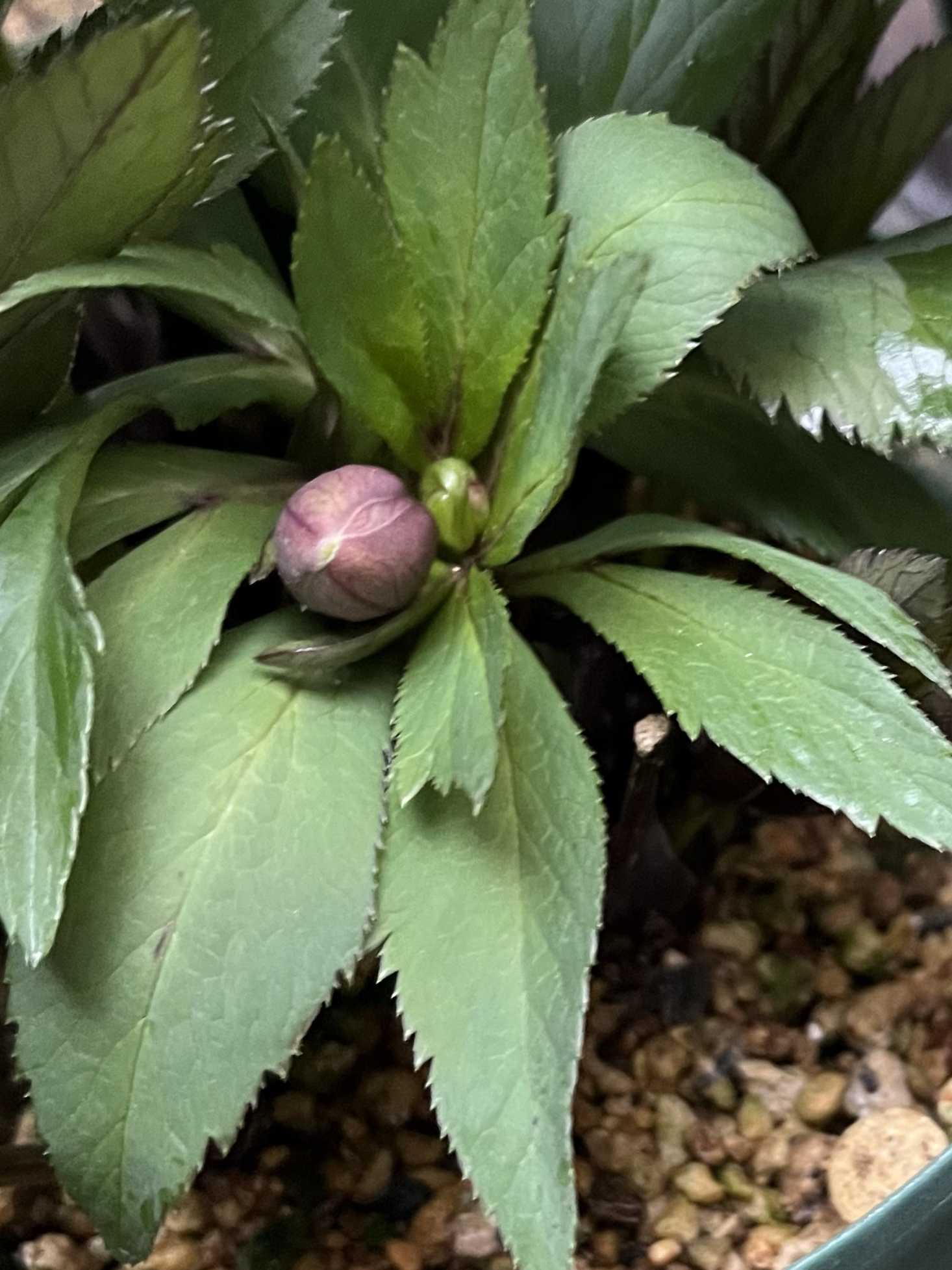 Little Beastの一覧|🍀GreenSnap(グリーンスナップ) Little Beastの一覧|🍀GreenSnap(グリーンスナップ)