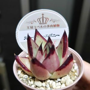 エケベリア,エケベリア  エボニー,エケベリア スターフラワーエボニー,多肉植物,観葉植物の画像