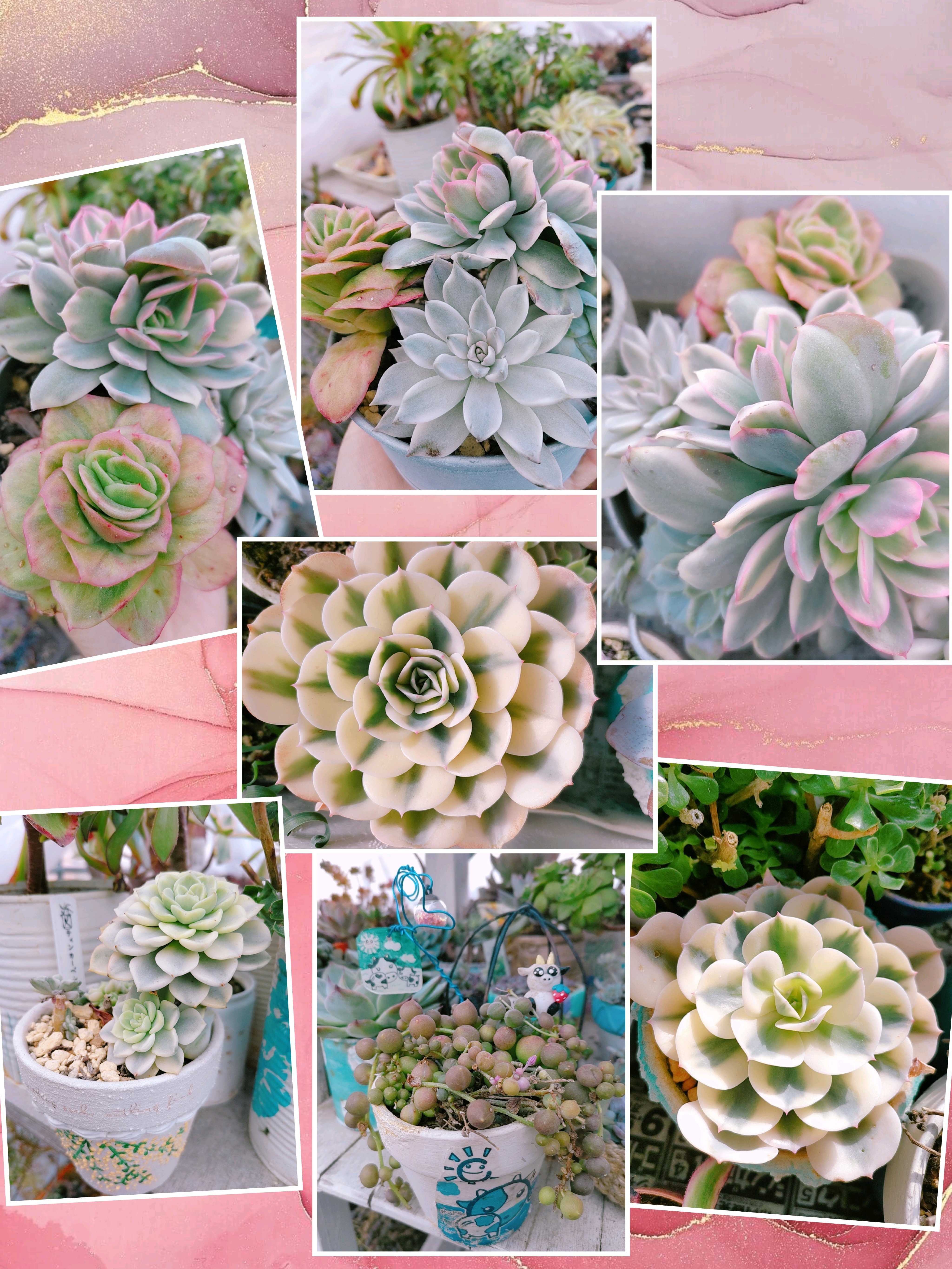 ミセスリチャード錦の一覧｜🍀GreenSnap（グリーンスナップ）