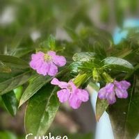 クフェア,ピンクの花,北海道,札幌,ピンク❤︎ピンクの画像