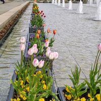 シコンノボタン,シコンノボタン,アイスチューリップ,アイスチューリップ,上野公園の画像