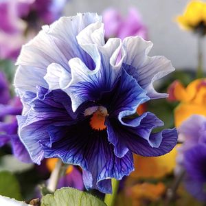 パンジー・ビオラ,軒下,青い花マニア,美しく青きドヨウ,チーム・ブルーの画像