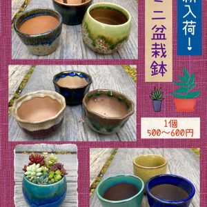 多肉植物,多肉寄せ植え,盆栽鉢,聖蹟桜ヶ丘,ちまちま屋販売品の画像