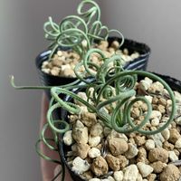 アルブカ,アルブカ スピラリス,Albuca spiralis,冬型ケープバルブ,インテリアグリーンの画像