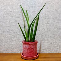 サンセベリア,観葉植物,100均,100円ショップ,ミニ観葉の画像